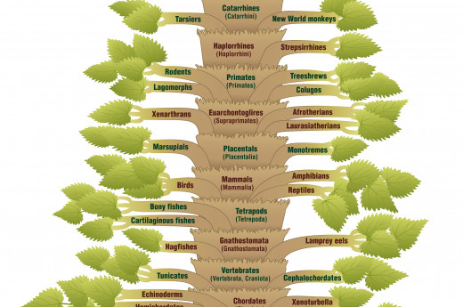Photo of Phylogeny tree